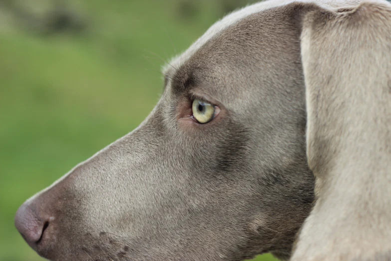 a close up view of a gray dog's head