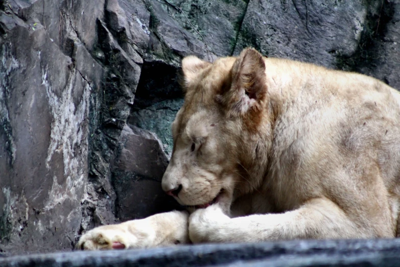 the white lion is asleep by itself on the stone wall