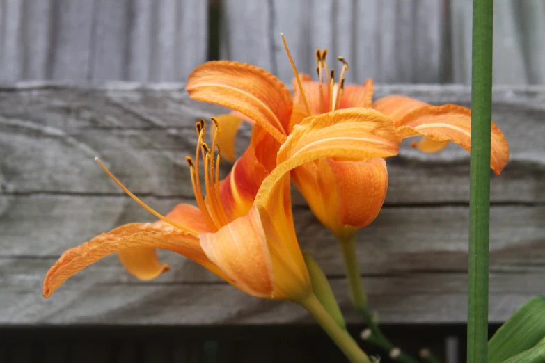 a close up of a flower in front of a fence