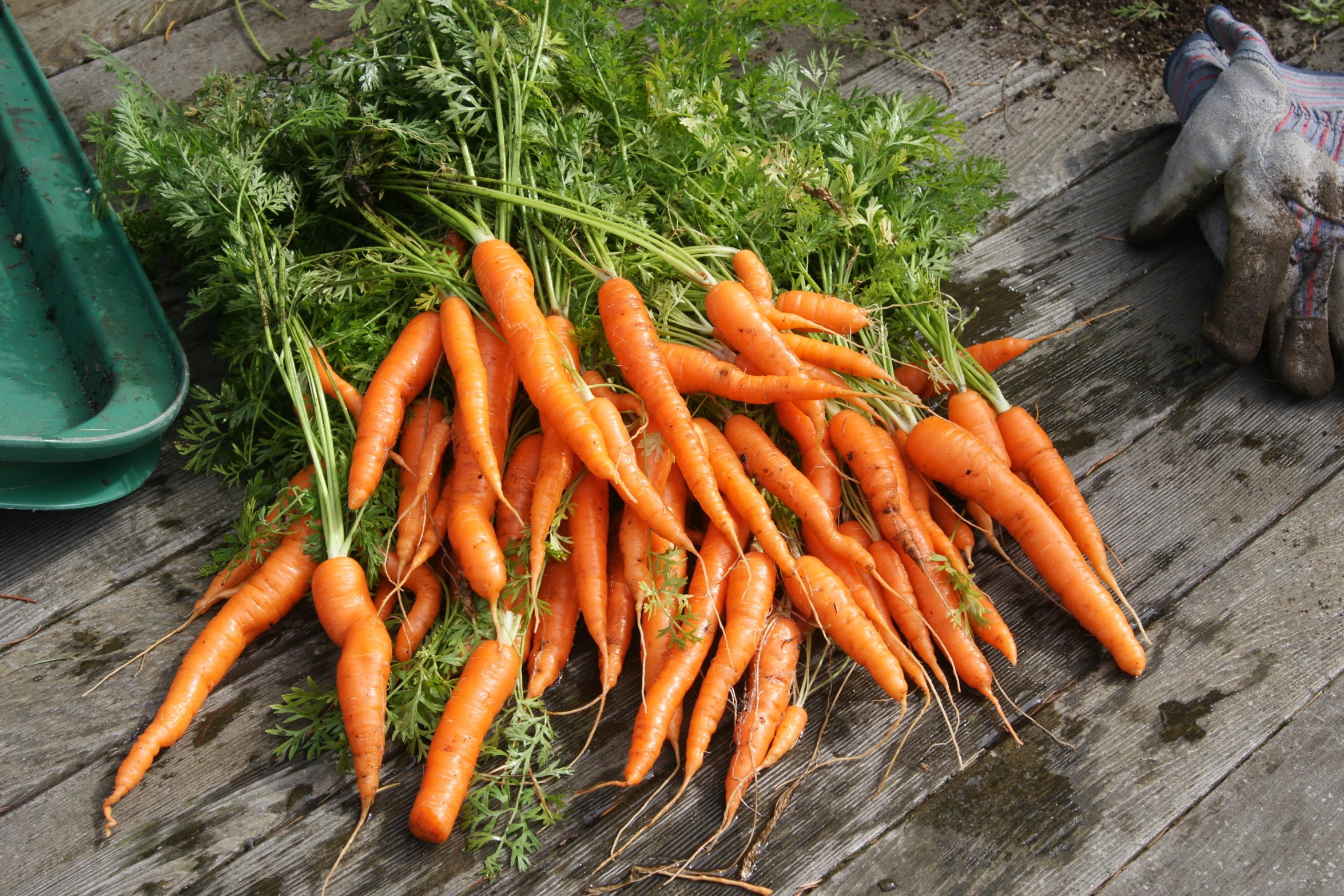 a large group of carrots sitting on a wooden table