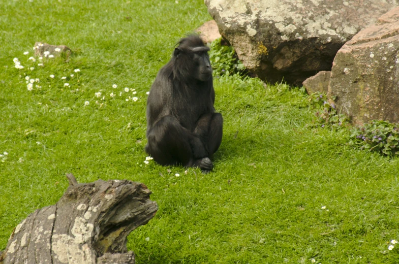 the black animal is sitting by a rock