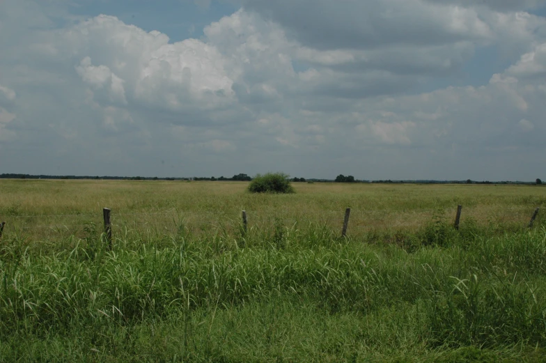 a pasture with a fence around it and some plants