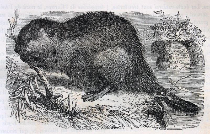 an old engraving showing a bear in the woods