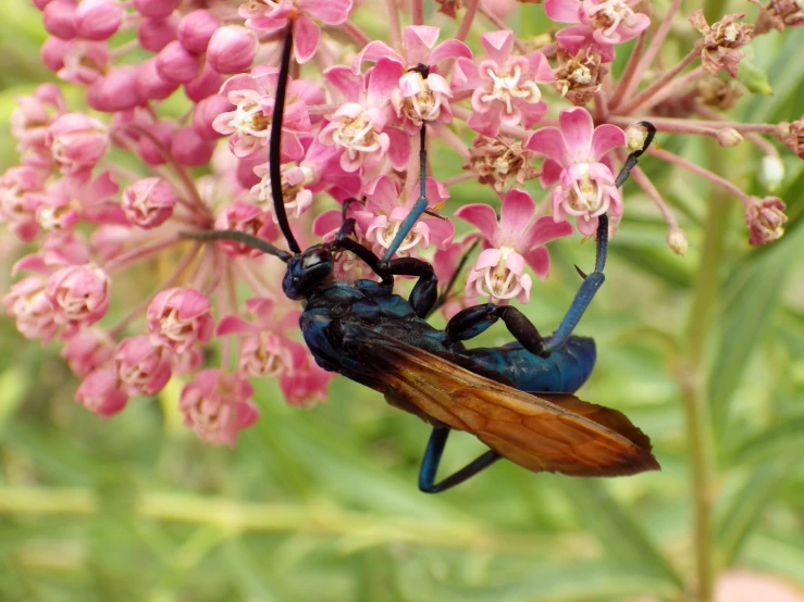 two bugs sitting on the tip of a plant