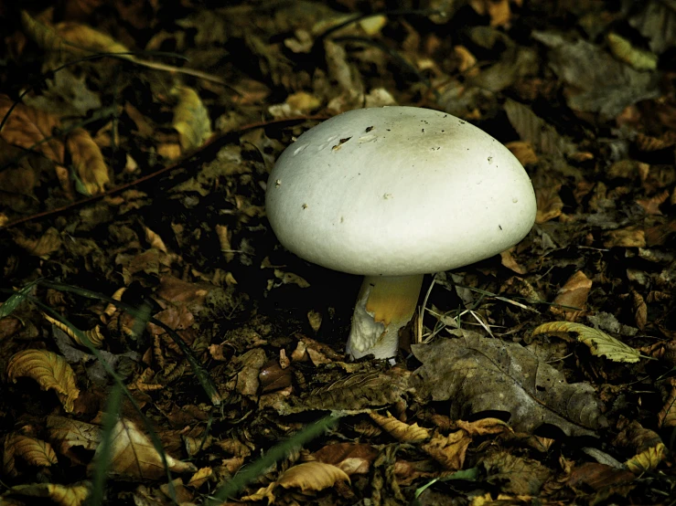 a close up view of a small white mushroom in the ground