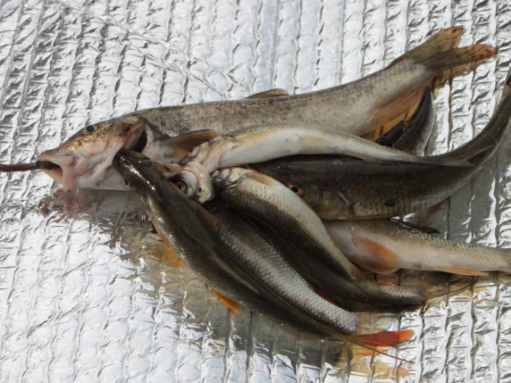 several fish lie on top of a sheet of plastic