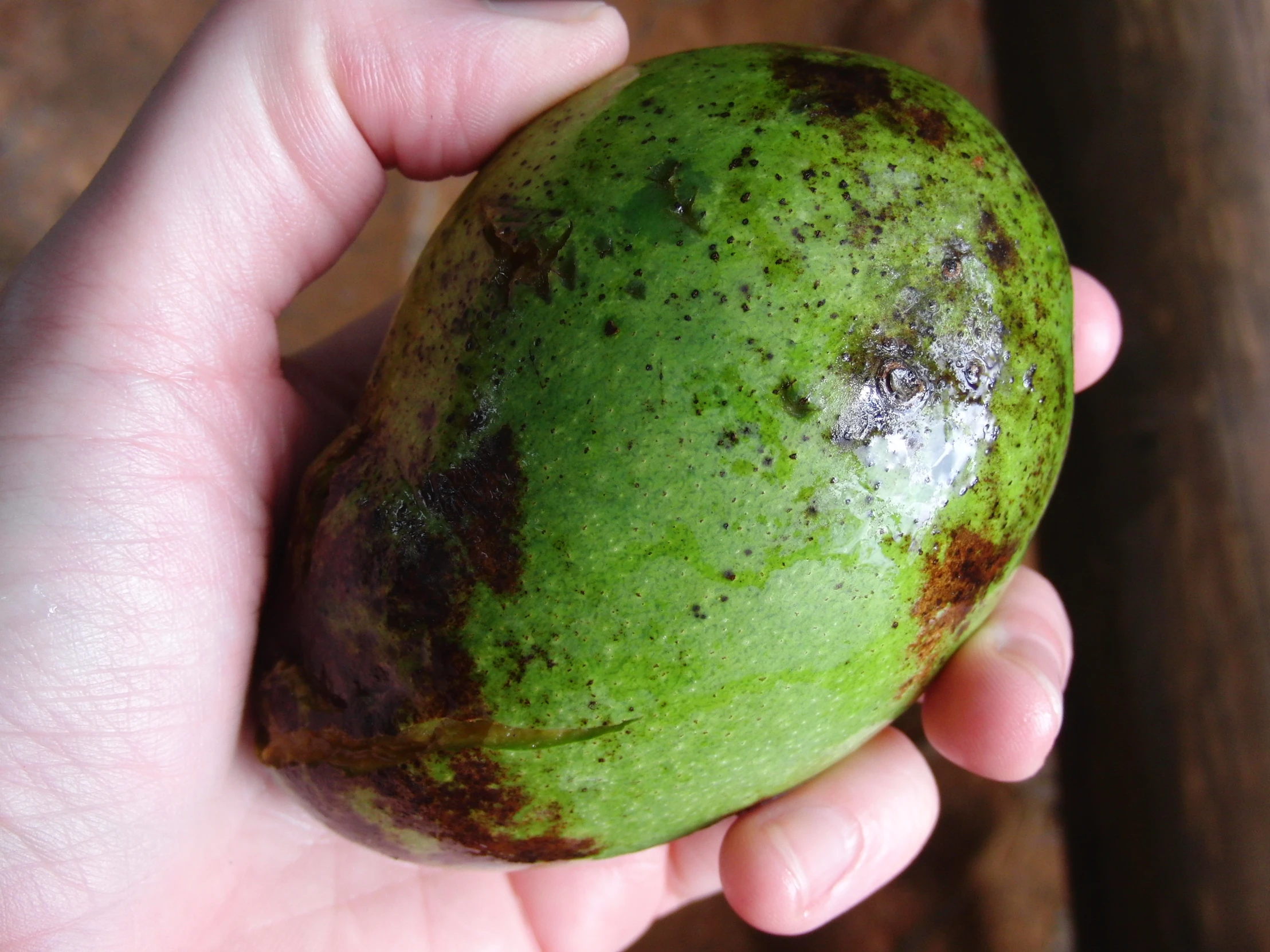 a person holds out a green, dirty fruit