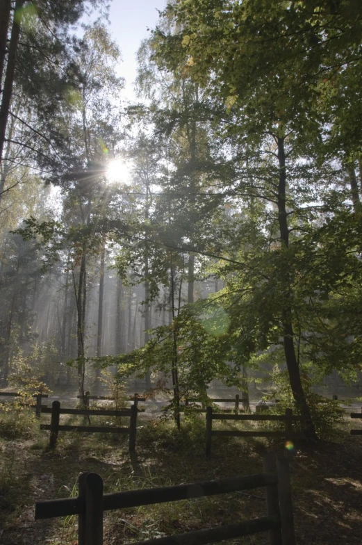 trees are in the foreground with fenced in and sun beams