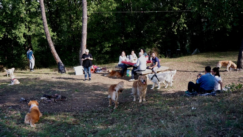 group of people with dogs on grassy field