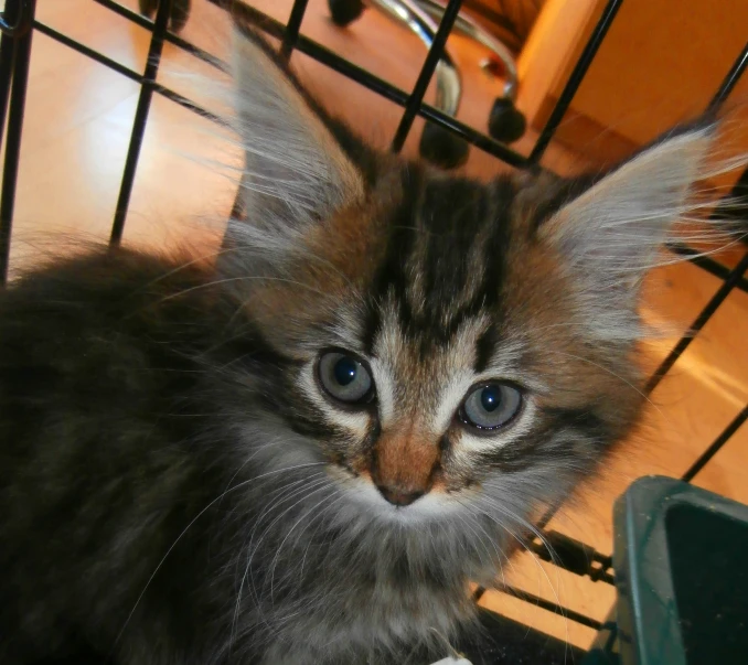 a small kitten sitting in a cage staring into the camera