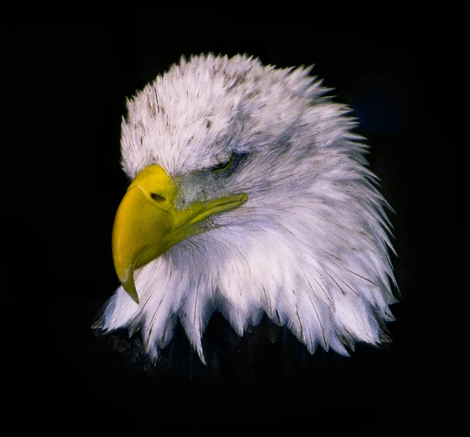 a bald eagle looking down and with its head resting on a tree nch