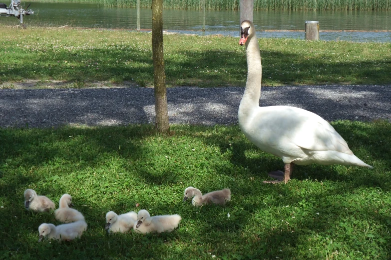 several birds sit next to some water and grass