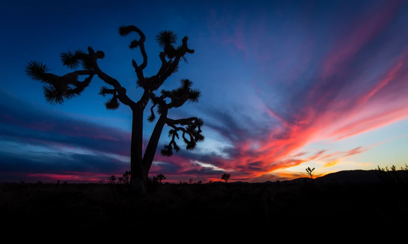 the silhouette of a joshua tree against a twilight sky