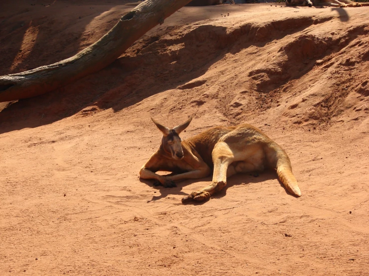 an animal lying in the sand and its shadow