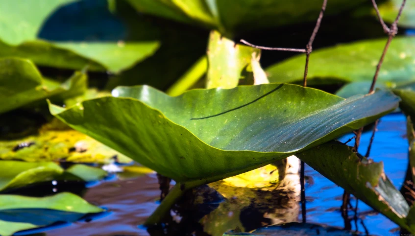 a close up po of leaves and water