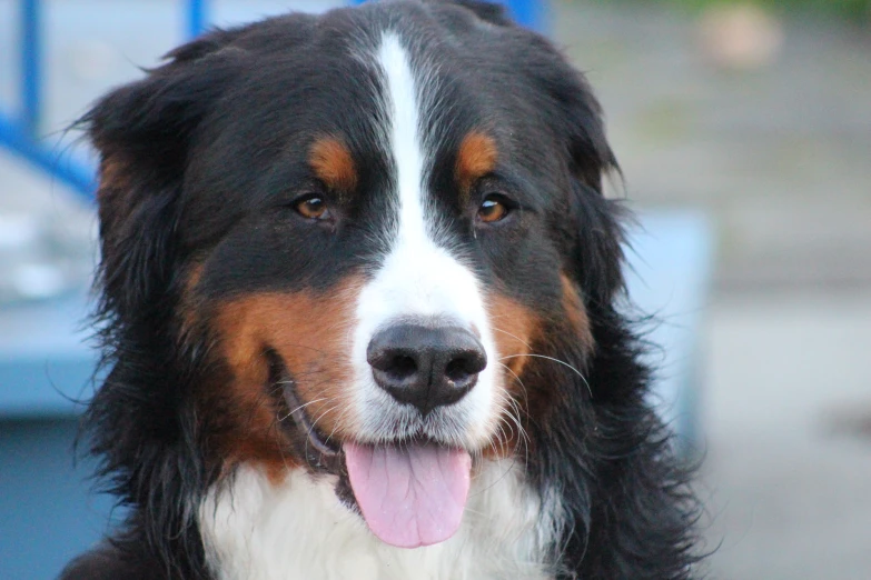 a dog that is panting while sitting down