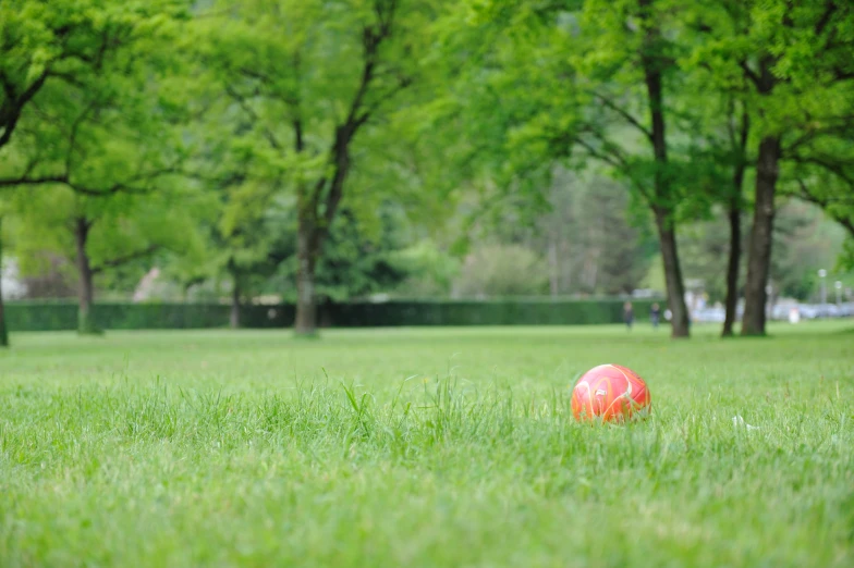 a small orange ball sitting in the middle of the grass