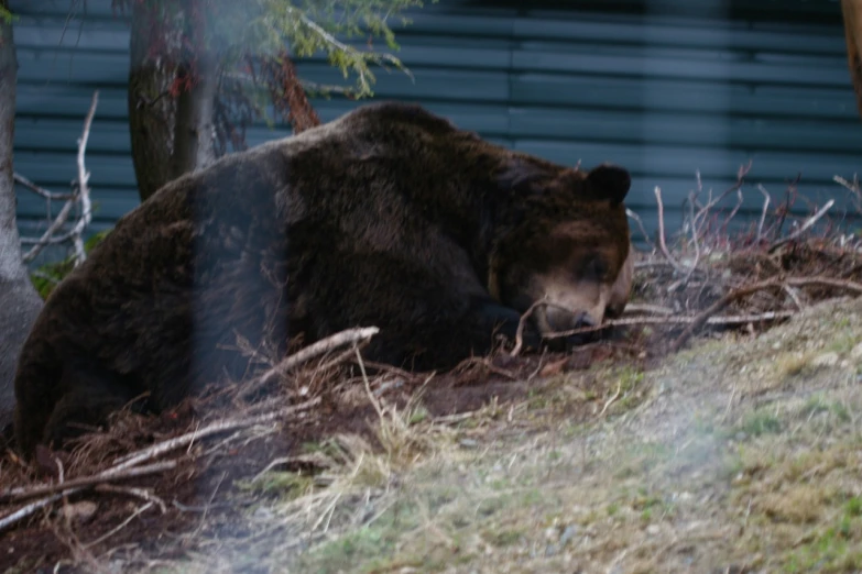 a brown bear laying down on a hillside in the woods