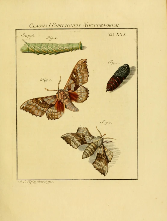 two moths and other insect items on a sheet of paper