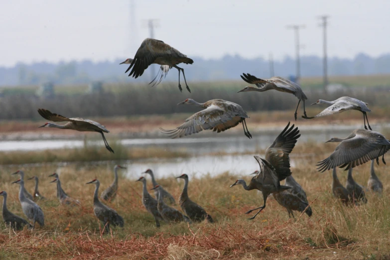 many birds flying around each other near a lake