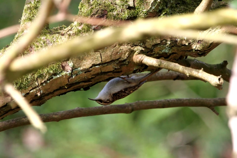 a bird perched on the nch of a tree