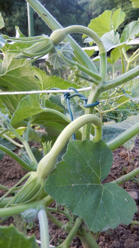 some kind of plant growing in the ground