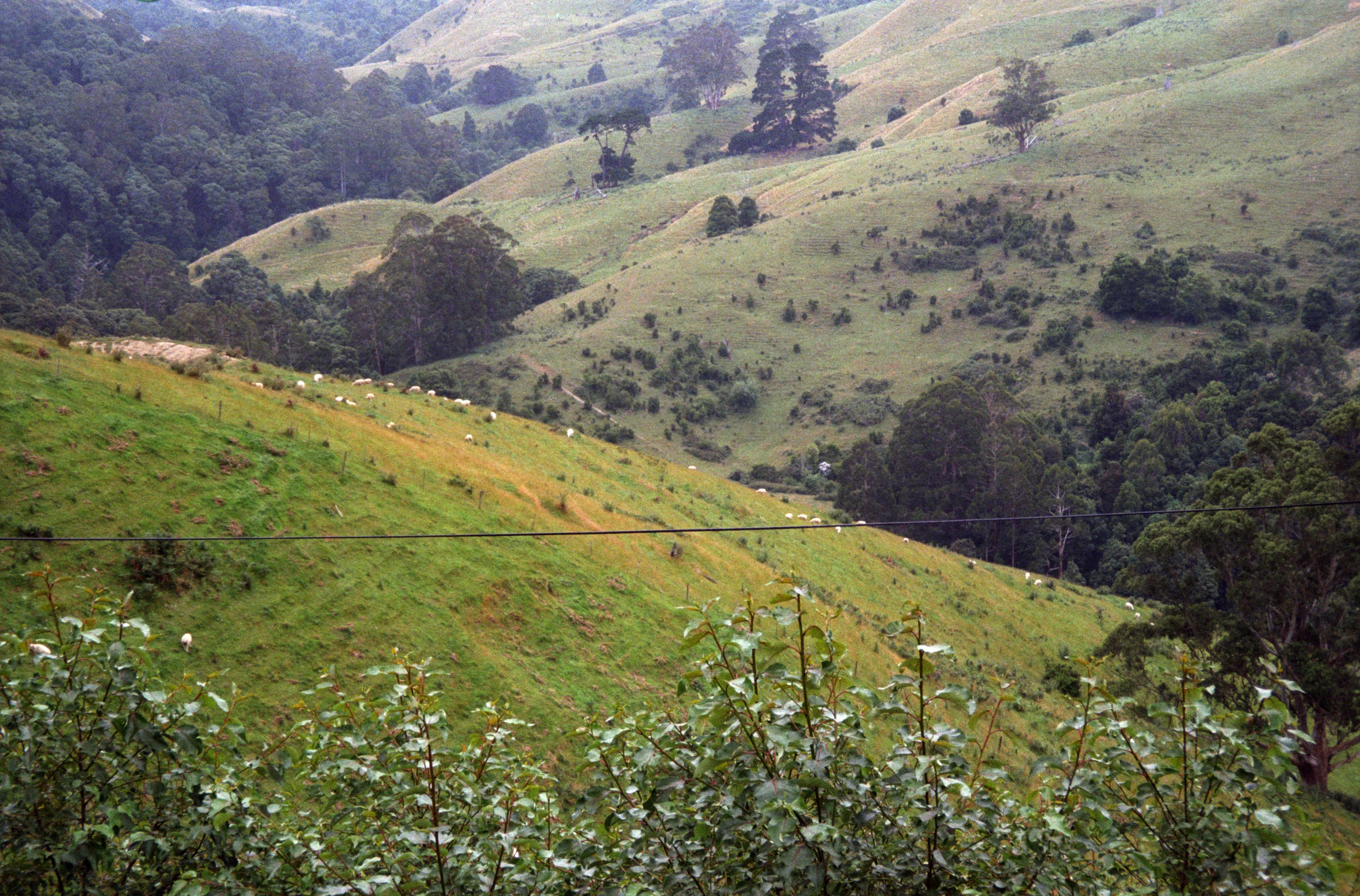 the sheep are on the hill near the fence