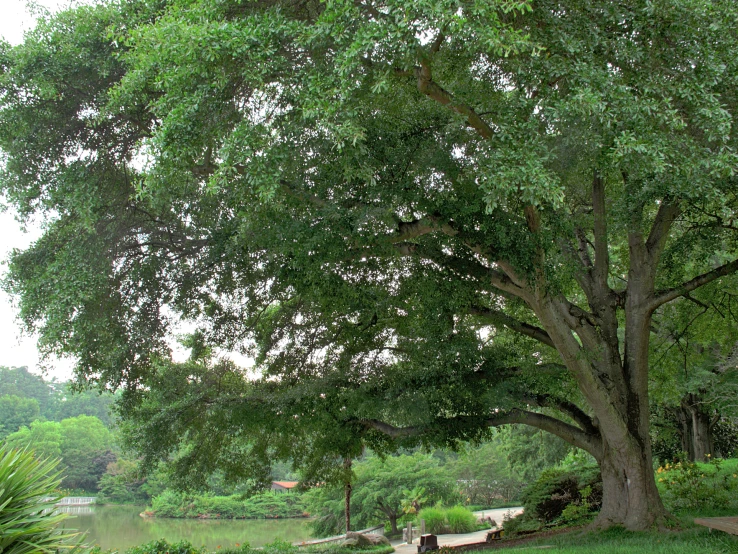 a tree with benches and benches on the ground