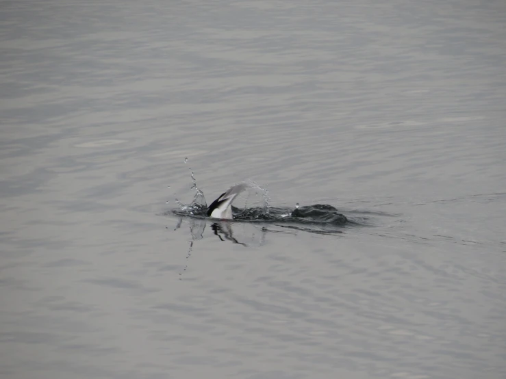 a small duck splashing in the water