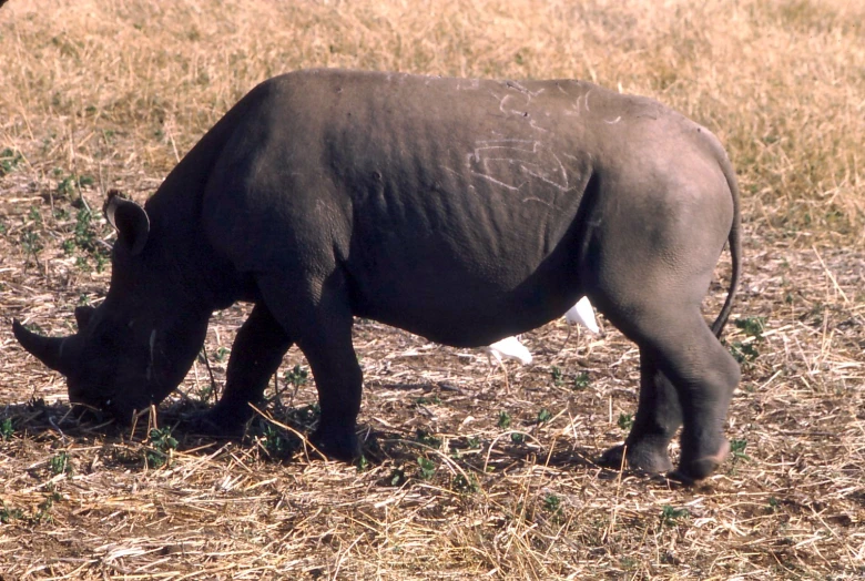 the rhino is grazing on some tall grass