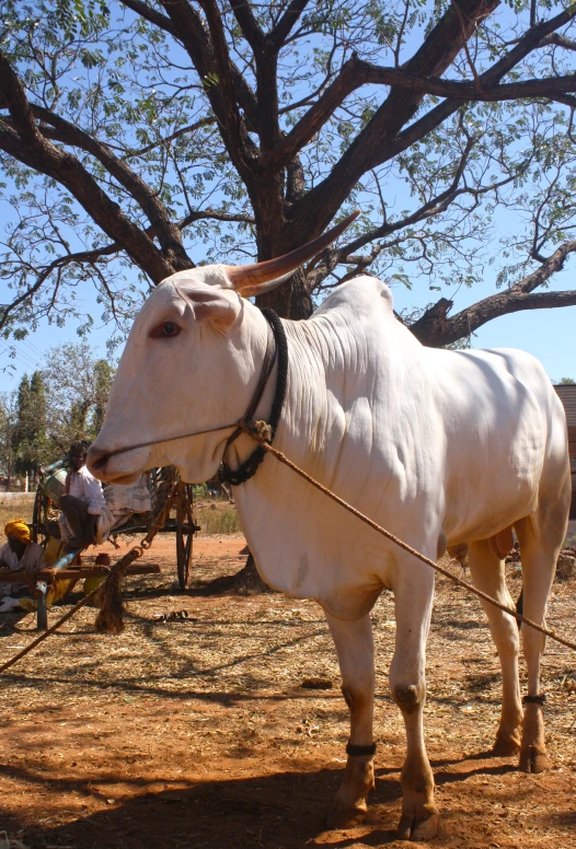 the white cow is tied up to the tree by a harness