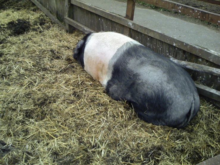 a black and white pig is sitting in a barn