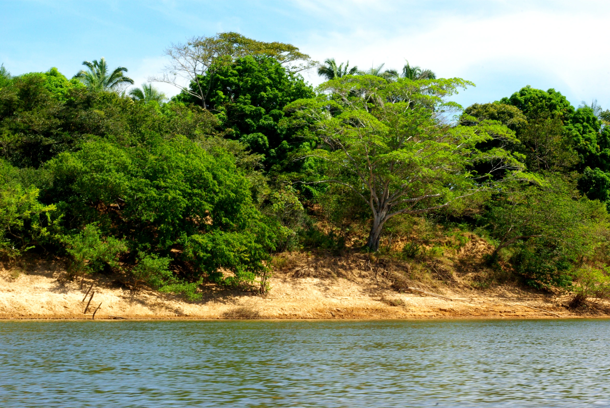 the water is so shallow that it could get it to meet land