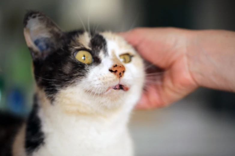 a close up of a person petting a cat