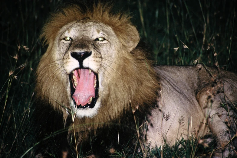 a lion that is showing its teeth with its tongue out