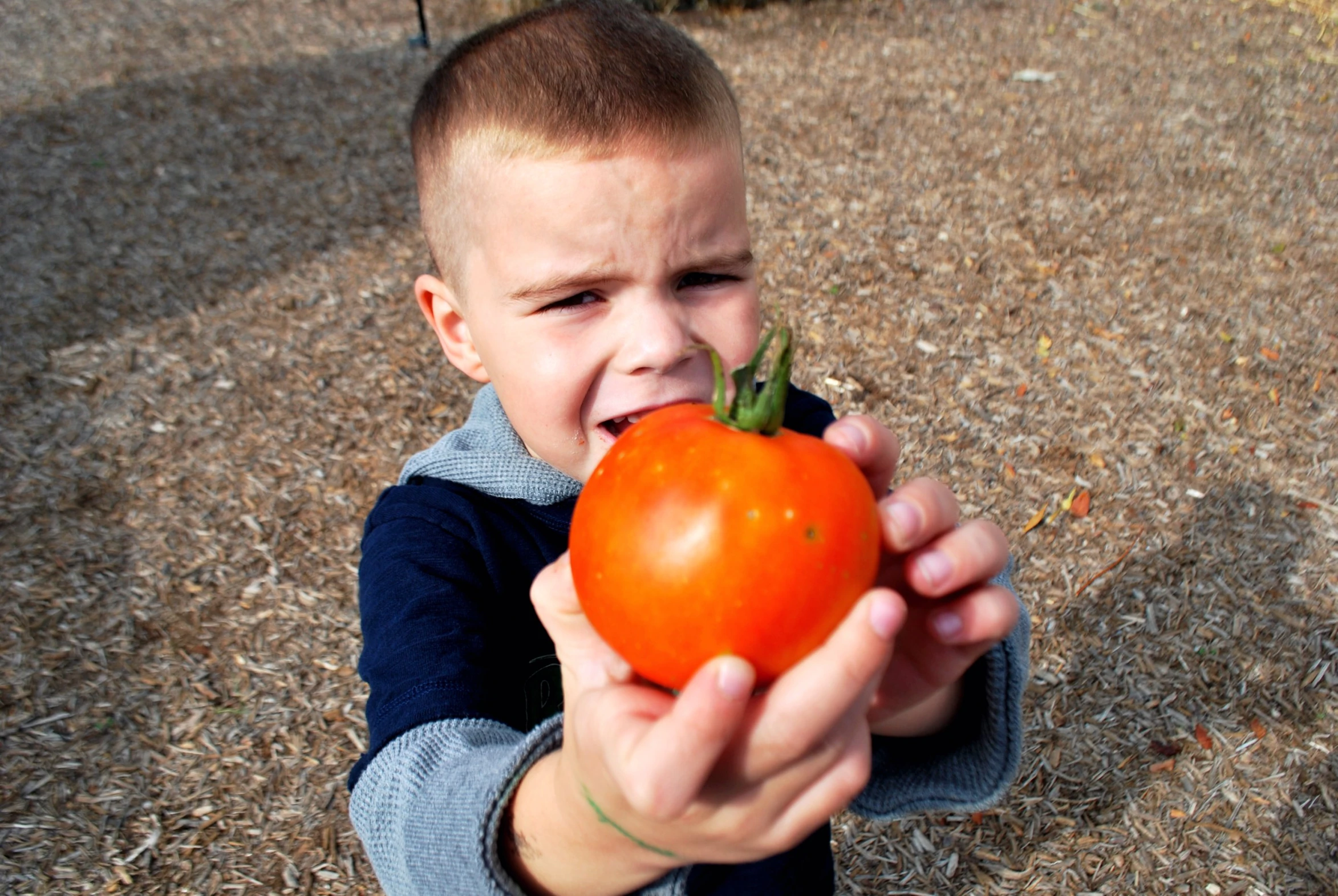 a little boy eats an unpeeled tomato on the ground