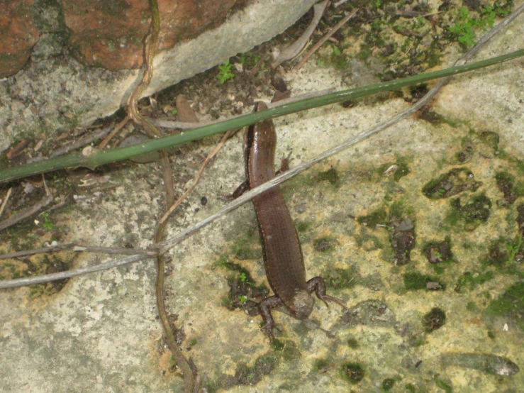 a lizard that is walking on the rocks