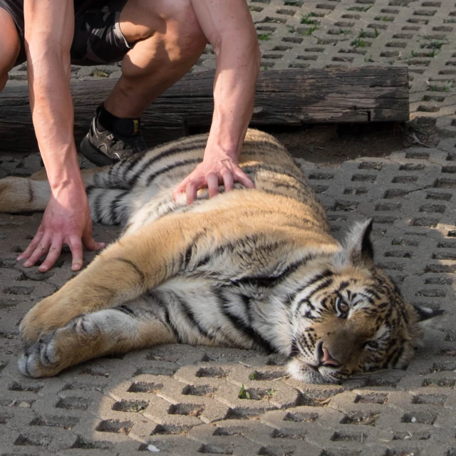 the man is touching the tiger's tail while its head rests on the ground