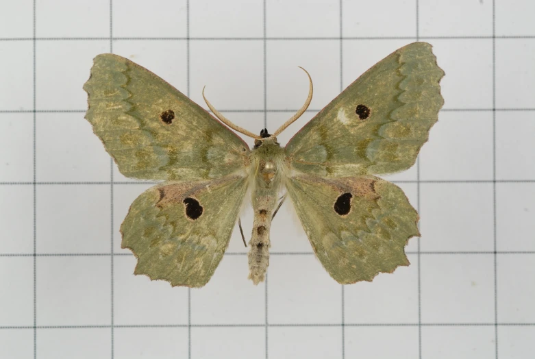 a small erfly on a square wall with white squares