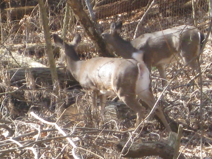 two small animals in a fenced field in the sun