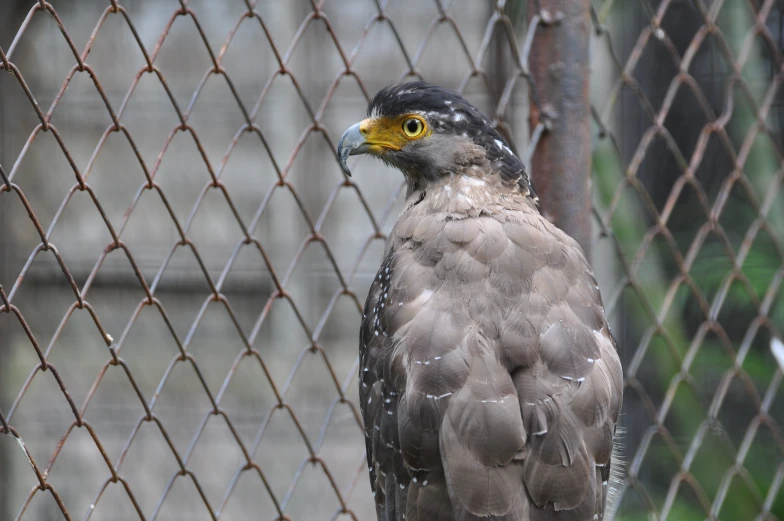 this bird looks to be staring through a chain link fence