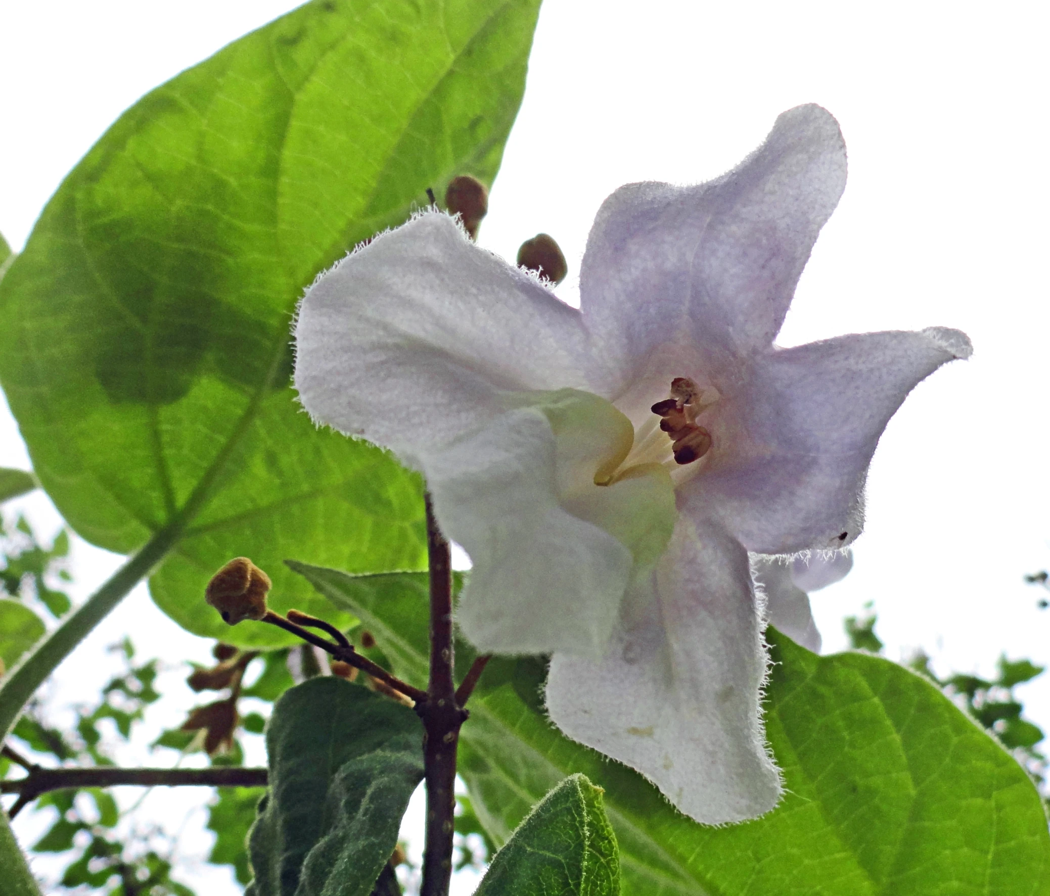 a single white flower sits alone among the leaves