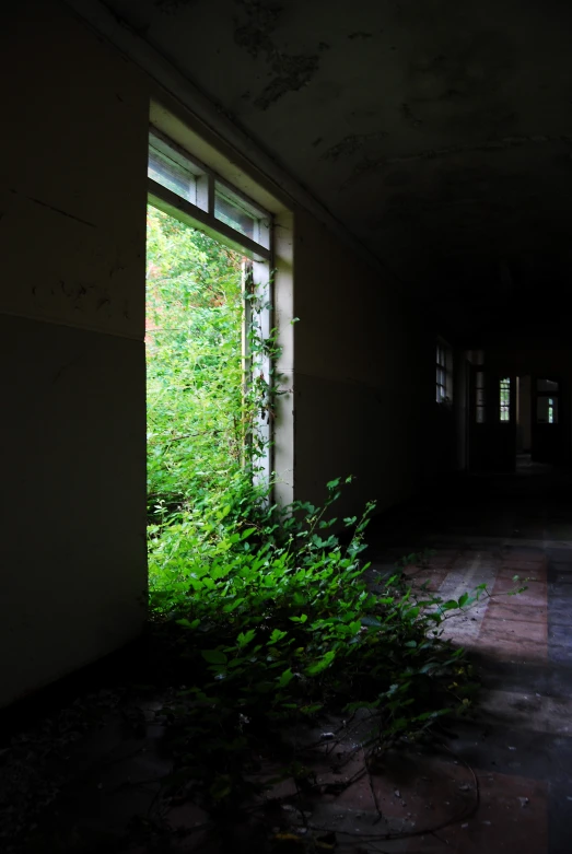 a dark and empty room with plants growing around