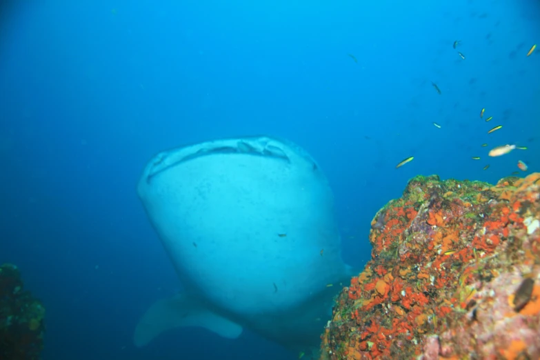 a boat is on the oceanbed near corals