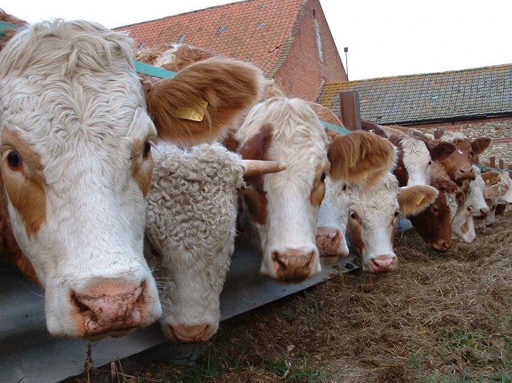 a line up of cows in a pen