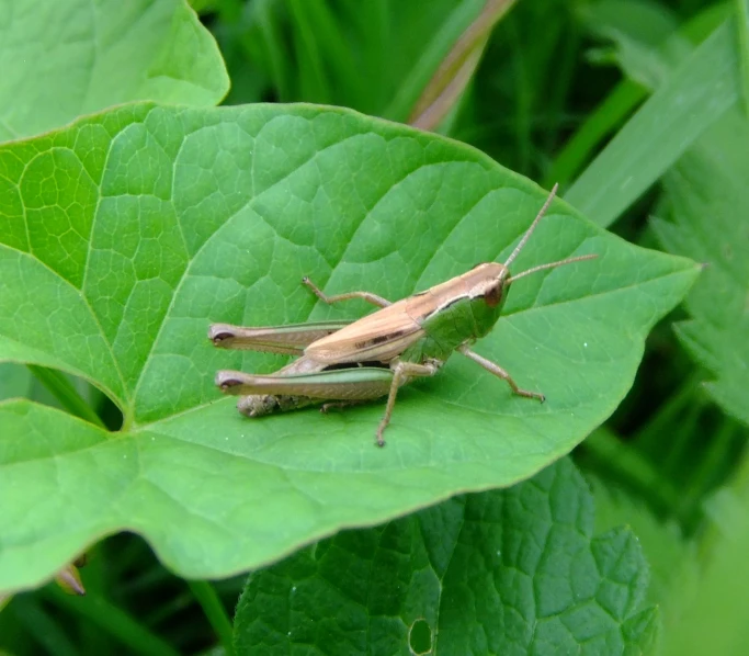 a bug with a long body on a green leaf