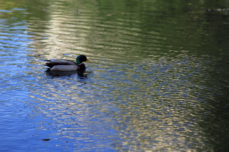 two duck with head on water, two in foreground