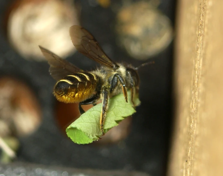 a close up of a bee on a leaf