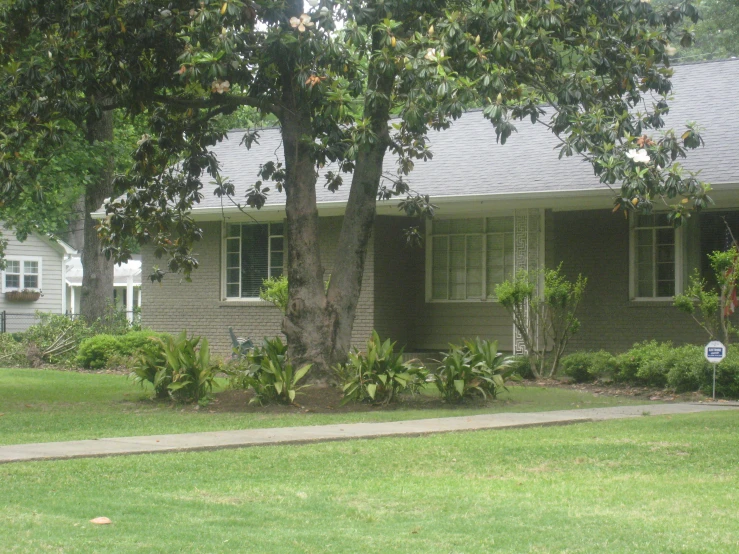 a tree with lots of foliage in front of a house