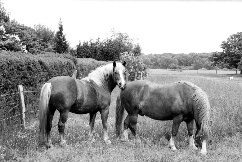 two horses eating grass in a field near a fence